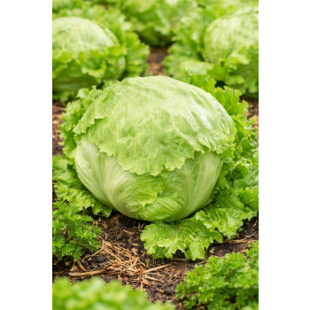 Sałata krucha lodowa Królowa Lata