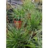 Śmiałek darniowy Goldtau - Deschampsia cespitosa