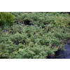 Jałowiec pospolity Repanda - Juniperus communis