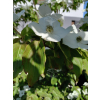 Dereń kousa-Cornus kousa var. chinensis