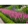 Szałwia omszona Pink Paradise - Salvia nemorosa
