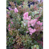 Perukowiec podolski Smokey Joe-Cotinus coggygria