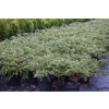 Jałowiec pospolity Repanda - Juniperus communis
