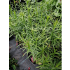 Oman wąskolistny - Inula ensifolia Compacta