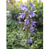 Przetacznik siwy - Veronica spicata