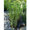Trawa pampasowa Rosea-Cortaderia selloana