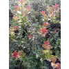 Ostrokrzew Red Beauty-Ilex