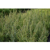 Jałowiec pospolity Hibernica - Juniperus communis