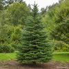 Jodła Frasera-Abies fraseri