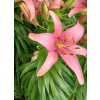Lilia azjatycka Pink Pixie-Lilium asiatic