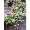 Irga Dammera Major-Cotoneaster dammeri