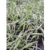 Kupidynek - Catanache caerulea