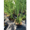 Miskant chiński Zebrinus-Miscanthus sinensis