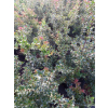 Ostrokrzew Red Beauty-Ilex