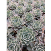 Rojnik ogrodowy Aquila - Sempervivum hybridum Rojnik ogrodowy Aquila - Sempervivum hybridum