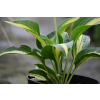 Funkia  Lakeside Paisley Print - Hosta