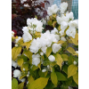 Jaśminowiec Yellow Hill-Philadelphus