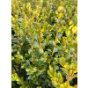 Bukszpan drobnolistny Faulkner-Buxus microphylla