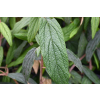 Kalina sztywnolistna - Viburnum rhythidophyllum