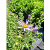 Aster gawędka-Aster amellus