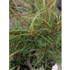 Kruszyna pospolita Aspleniifolia-Frangula alnus