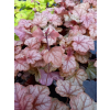 Żuraweczka-Heucherella Copper Cascade