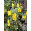 Pięciornik krzewiasty Goldfinger-Potentilla fruticosa