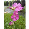Firletka smółka-Lychnis viscaria