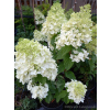 Hortensja bukietowa Magical Moonlight-Hydrangea paniculata