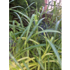 Miskant chiński-Miscanthus sinensis Giraffe