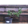 Jałowiec chiński Shimpaku - Juniperus chinensis 0087