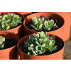 Rozchodnik okazały Meteor - Sedum spectabile