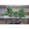 Jałowiec chiński Shimpaku - Juniperus chinensis 0090