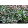 Rozchodnik ogrodowy Globe Purple - Sedum hybridum