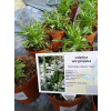 Odętka wirginijska Alba - Physostegia virginiana