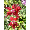 Goździk wspaniały-Dianthus superbus