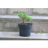 Jałowiec rozesłany Nana - Juniperus procumbens 0020