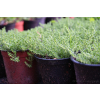 Rozchodnik ostry-Sedum acre