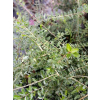Suchodrzew mirtolistny-Lonicera nitida