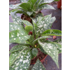 Miodunka wąskolistna-Pulmonaria angustifolia Twinkle Toe