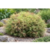 Żywotnik zachodni Mr Bowling Ball - Thuja occidentalis