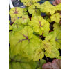 Żuraweczka-Heucherella Catching Fire