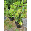 Hortensja bukietowa Magical Moonlight-Hydrangea paniculata