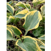 Funkia First Frost - Hosta