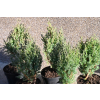 Jałowiec chiński Stricta - Juniperus chinensis