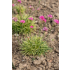 Zawciąg nadmorski Nifty Thrifty - Armeria maritima