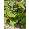 Hortensja kosmata Macrophylla-Hydrangea aspera