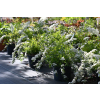 Tawuła szara Grefsheim - Spiraea cinerea