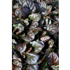 Dąbrówka rozłogowa Mahogany - Ajuga reptans