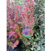 Berberys Thunberga Helmond Pillar - Berberis thunbergii